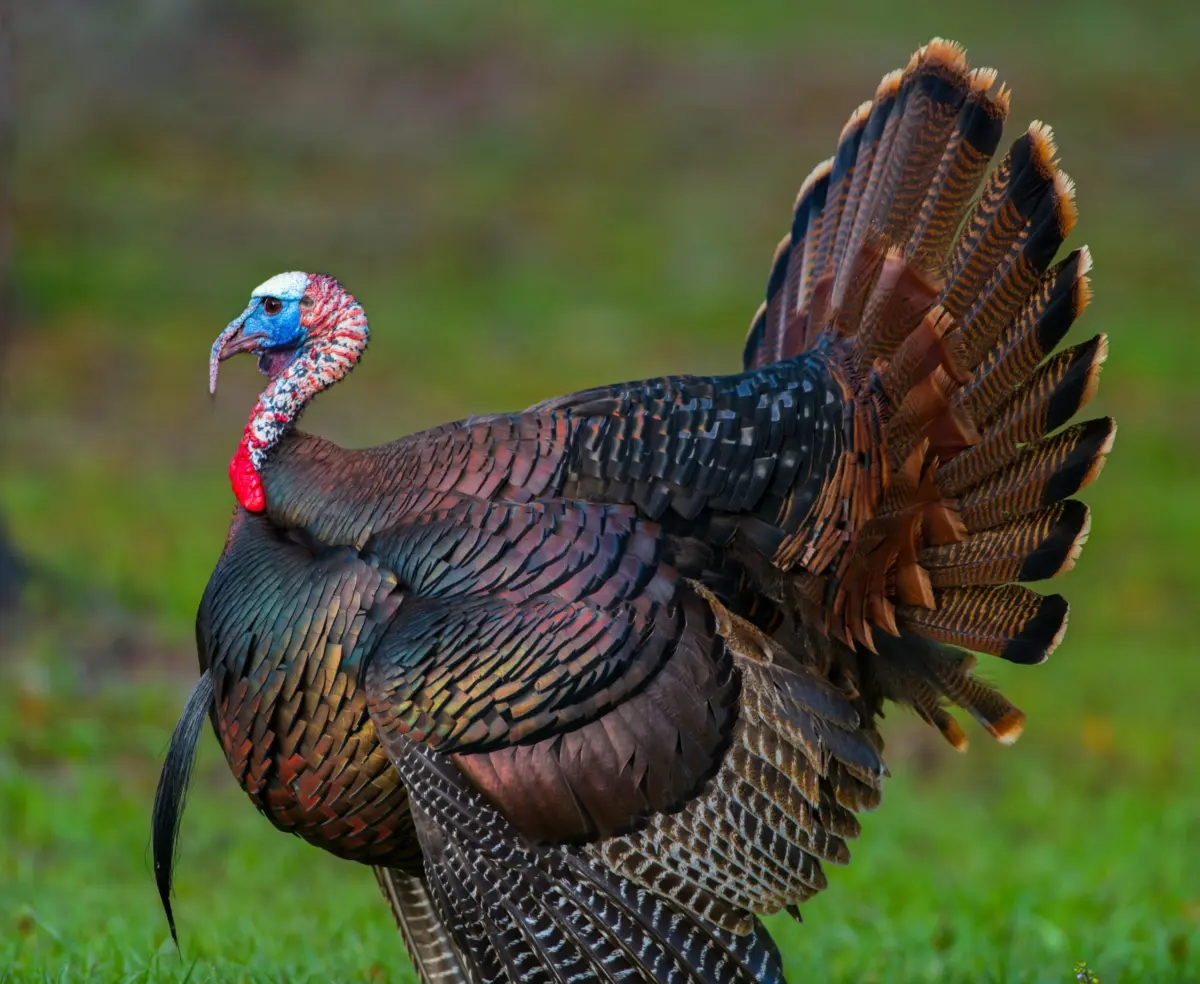 shutterstock_2416877855-scaled909558