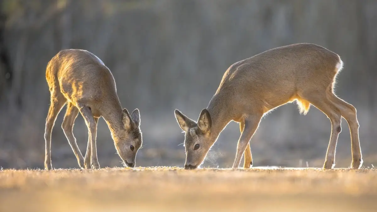 two-roe-deer-on-clearing98223