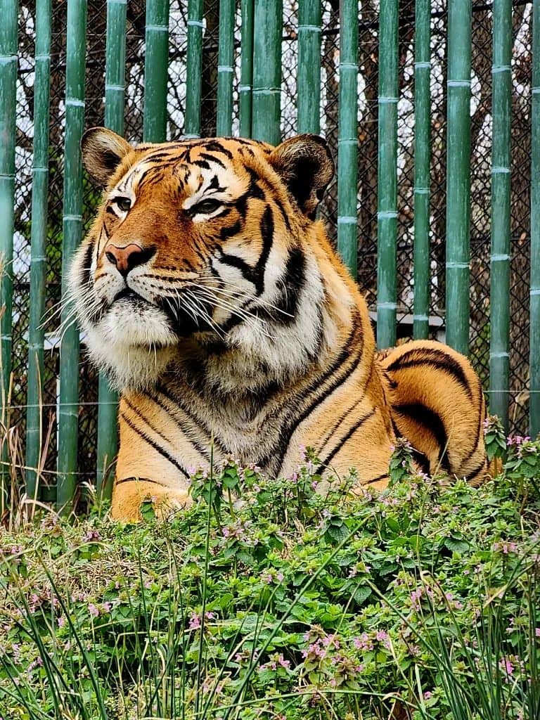 cinta-k-thomas117073