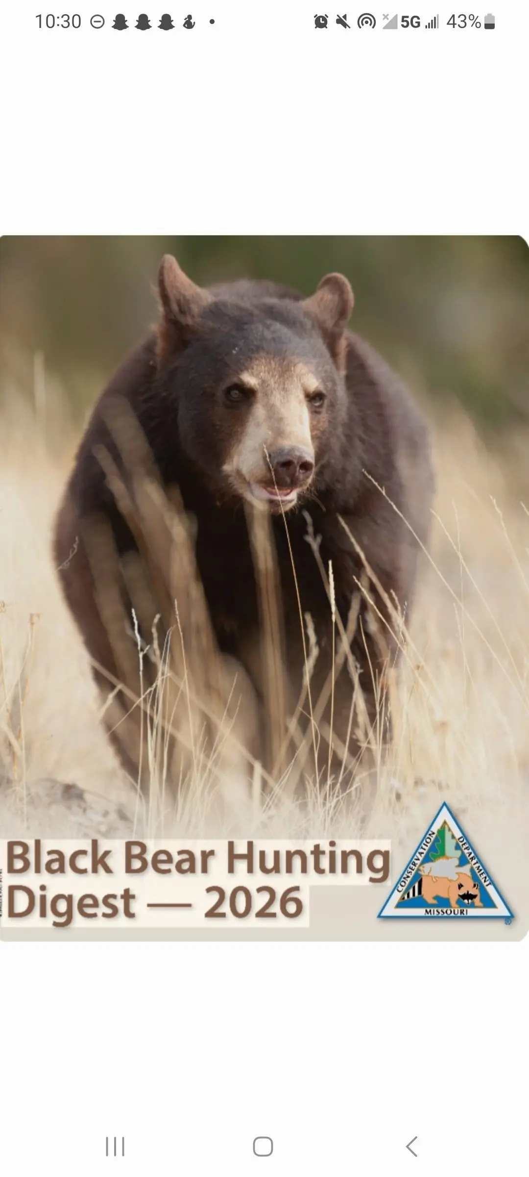 bear391594