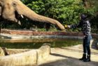 m_cherfeedingelephant_032421
