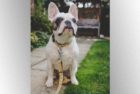 istock_dog_033021