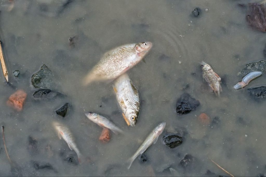 a-dead-fishes-at-the-bottom-of-the-pond-1024x683-1