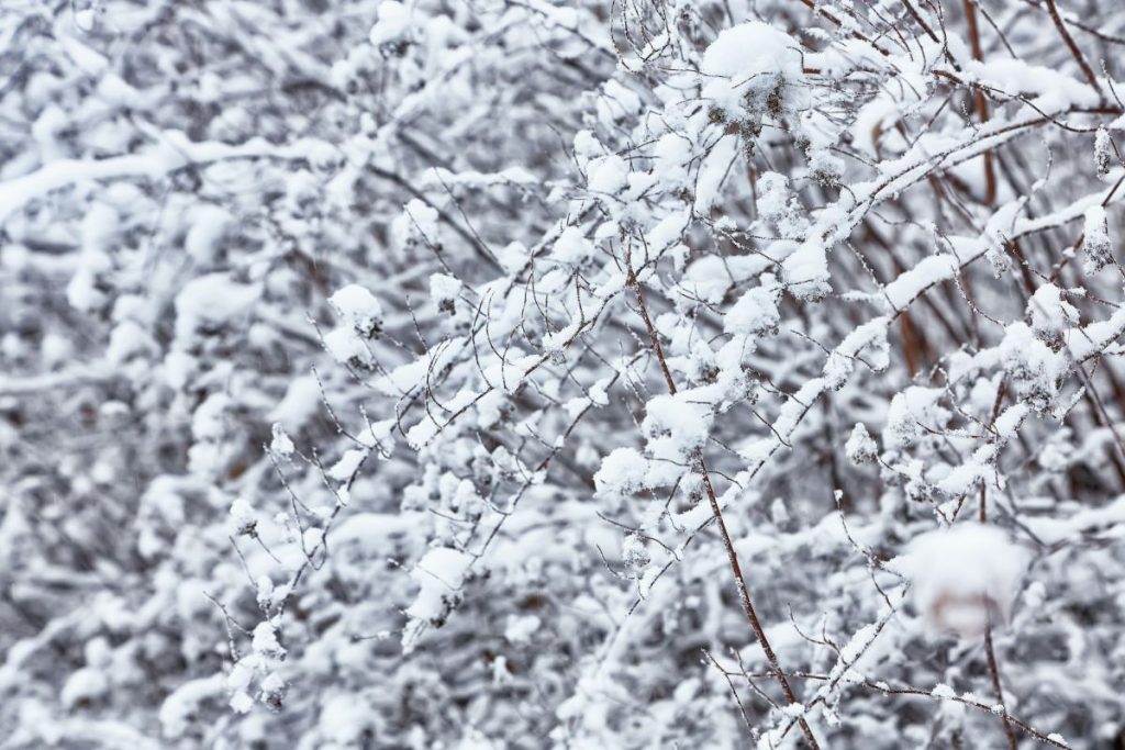 snow-on-the-branches-while-snowing-1024x683-1208396