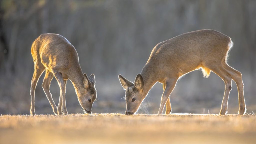 two-roe-deer-on-clearing-1024x576-1136758