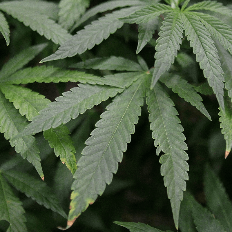 marijuana488741