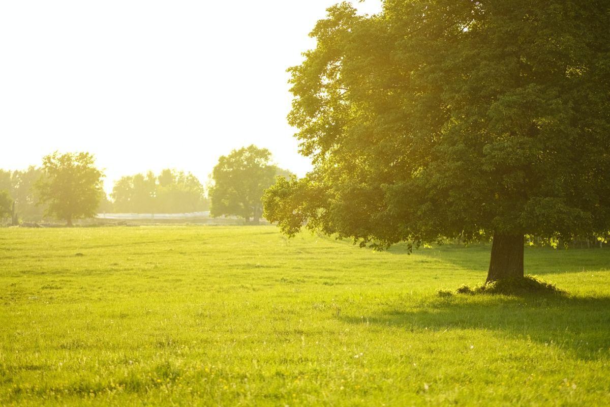 a-field-on-which-grows-one-beautiful-tall-oak-tree-a-summer-landscape-in-sunny-warm-weather-511665