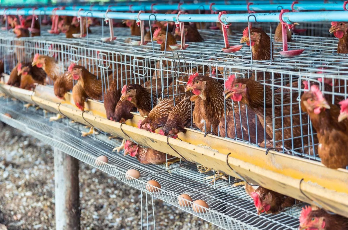 egg-chicken-farm449237