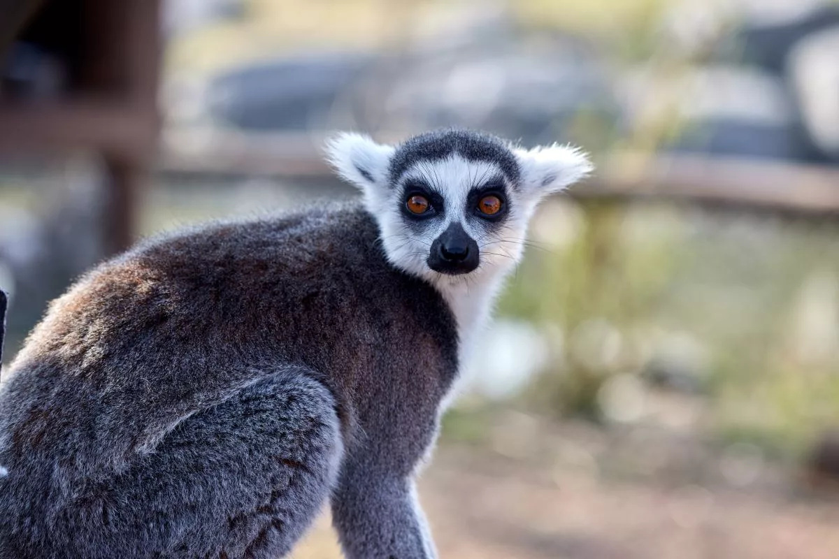 lemur-looking-at-the-camera414405