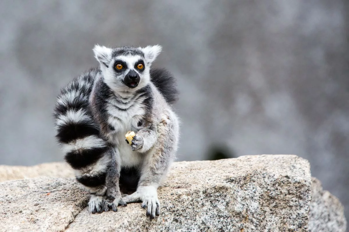 ring-tailed-lemur921665