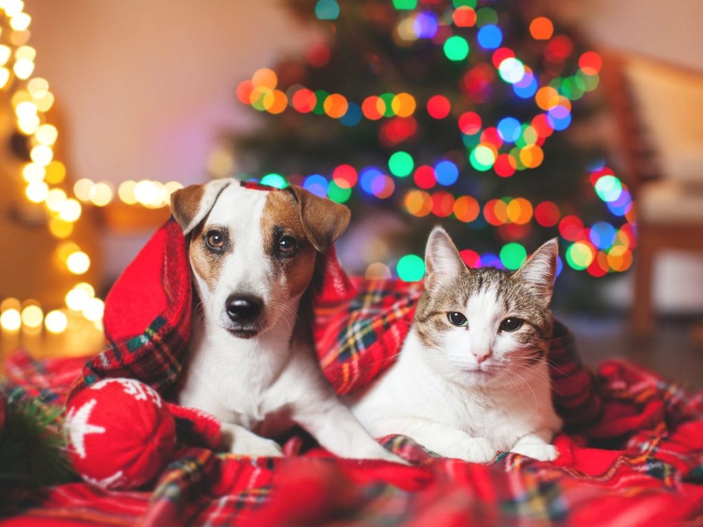 christmas-pets