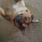 Caryn-Vecchio-Monkee