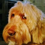 Denise-Daniel-Winston-930x1024