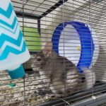 Jeremy-Edwards-Chinchilla-041320