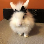 Joelle-Henson-Jasper