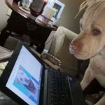 Lindsey-Sturgill-Clyde