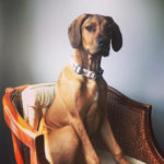 Marlo-1: Marlo-1: Marlo in all her Glory in an Office Chair!