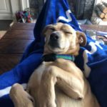 Murphy: Murphy: This is Murphy. Kerri Stein's Boy's Dog