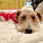 1: General Manager Craig Olive's dog.