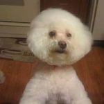 1-1: This is 107.9 The Beat Program Director Jay Alexander's dog