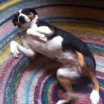 1-2: This is Troubadour Concert Series founder Michael Jonathan's dog, Lily the blunder dog