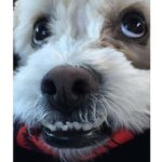 2: This is our voice guy Randy Reeve's dog Toby