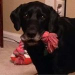 2-2: National Sales Manager Don Pollnow's dog.