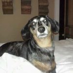 3: This is Sales Executive Rebecca White's dog, Fred