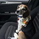 4: This is Sales Executive Kathy Fredericks' dog