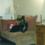 5: This is Sales Executive Rachel Kelly's dog Kellie