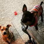 6: This is Promotions Director Kerri Stein's dogs, Murphy and Mabel