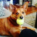 7: This is Sales Assistant Laura McHugh's dog, Elwood