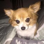 8: This is WLXG personality Matthew Laurance's dog