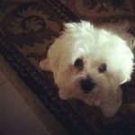 9: This is mid-day guy Rick Garry's dog, Dusty