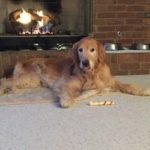 10: This is Sales Executive Tori Dean's dog, Rudy