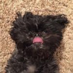 11: This is Shea Baker's dog, Eoui