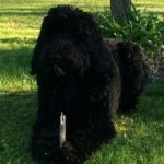 12: This is Sales Executive Susie Patrick's dog, Porter