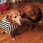 13: Director of Sales Don Trail's dogs, Tay and PPat