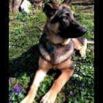 14: WLXG Program Director Shawn Seay's dog, Bronte