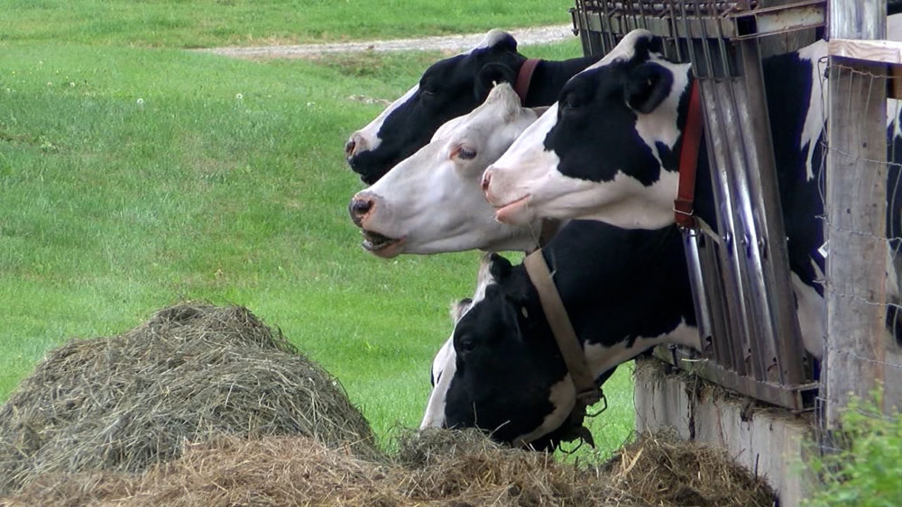farm-2