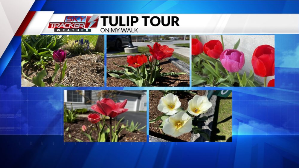tulipopppo