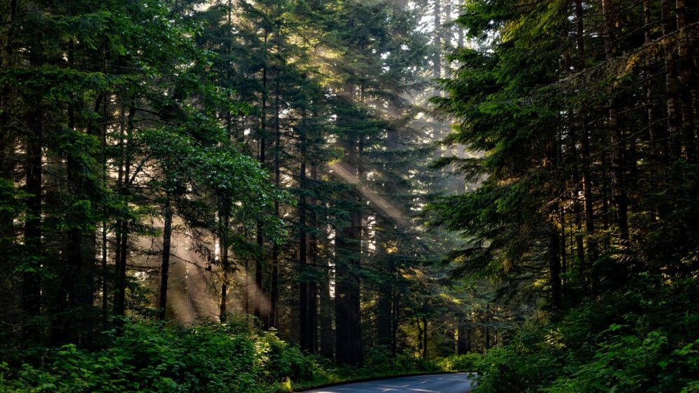 forest-1598756_1920
