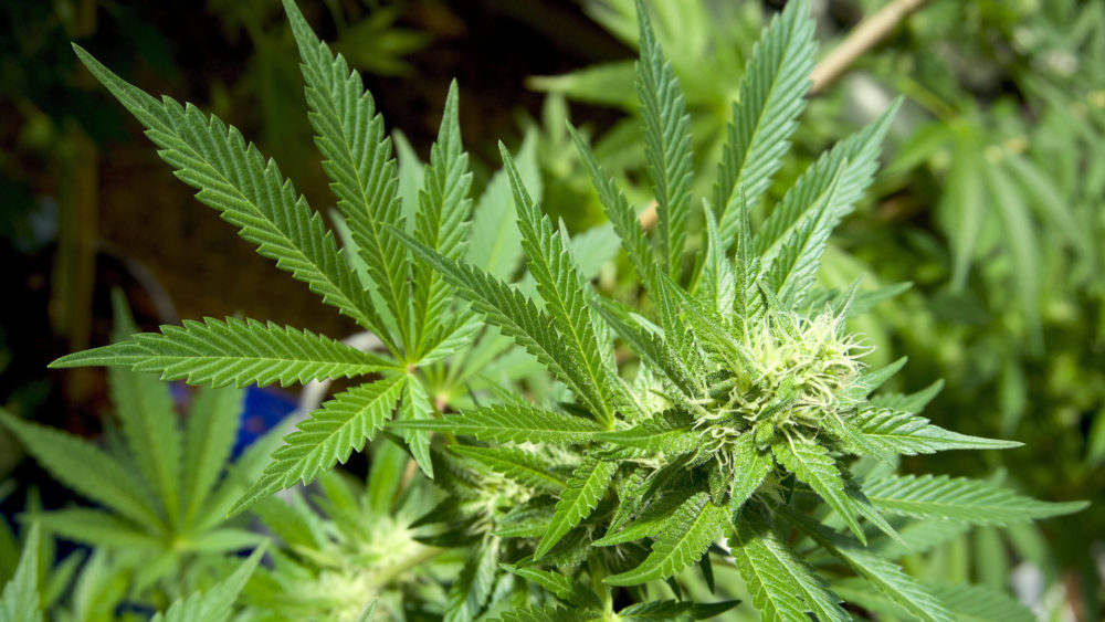 marijuana20plants2c20pot2c20mj2c20weed_23060571_ver1-0-1