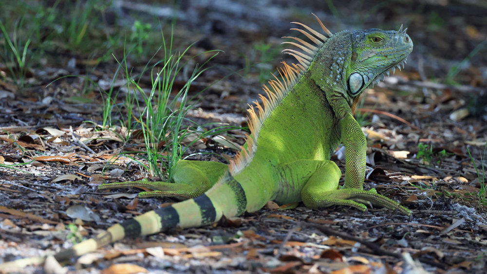 iguana-2