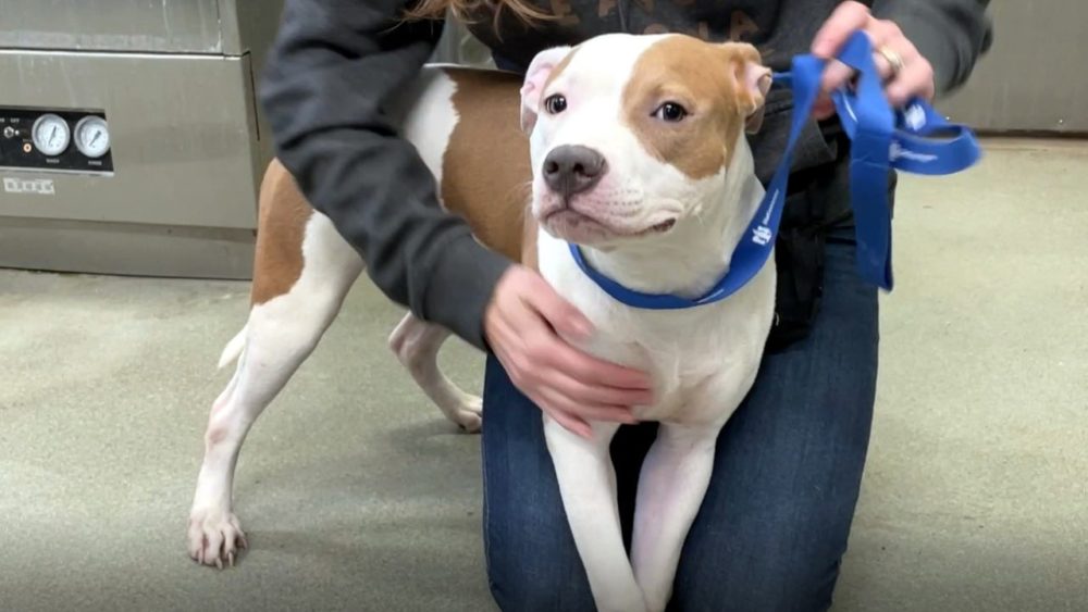 dog-left-at-airport-pic2-e1672416132113-2