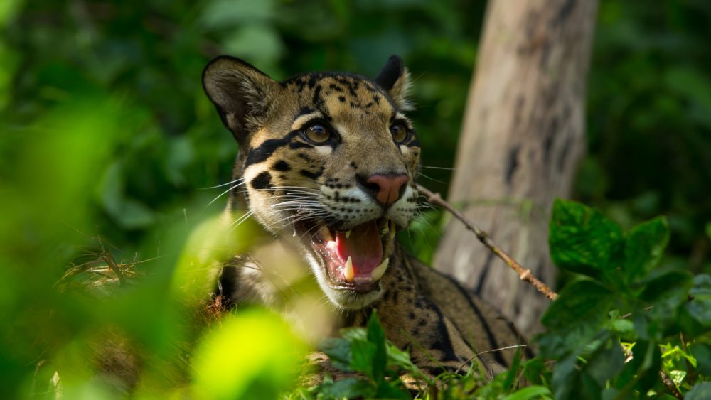 gettyimages-530981955-1