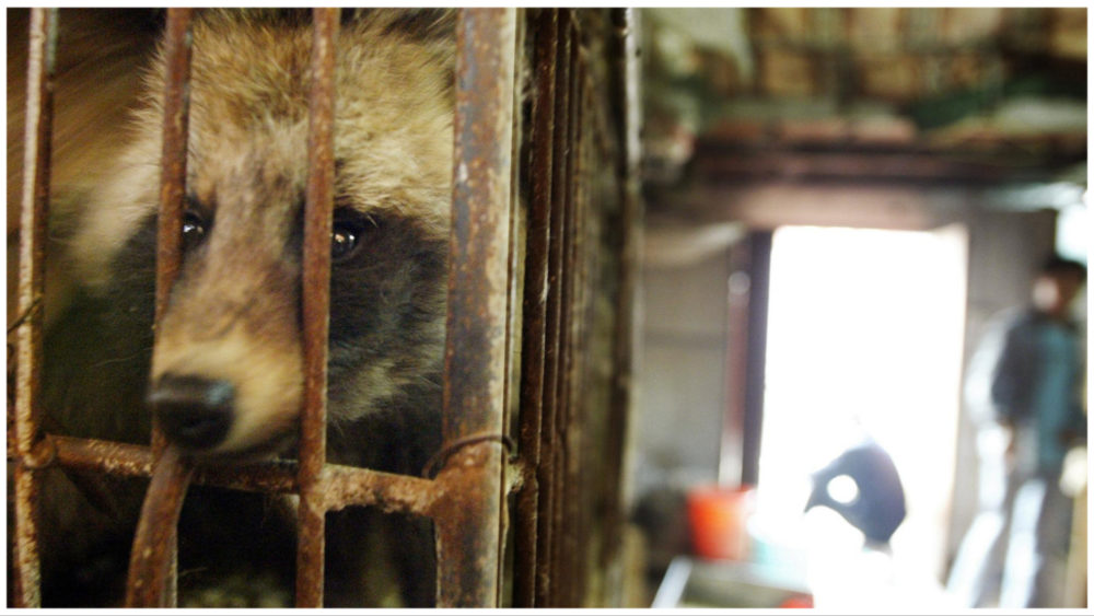 raccoon-dog-getty-images-2004228641