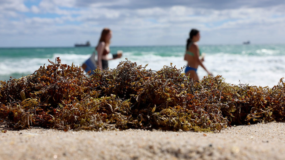 beach_algae_florida_031623getty_superbloom994462