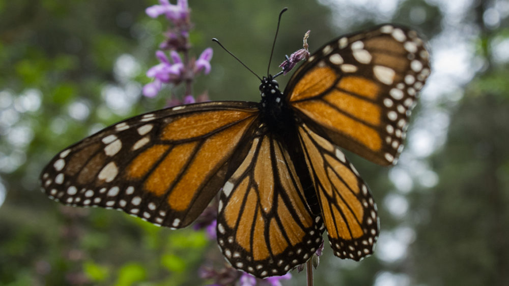 monarch-butterfly_getty-images-155941