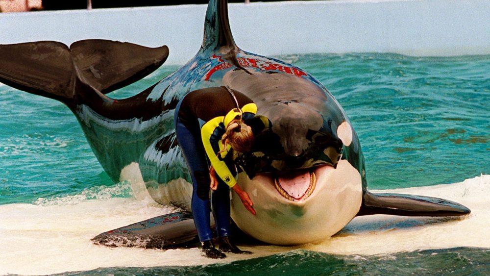 lolita-orca-1391603